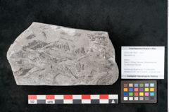 Foto (Objekt + Etikett) von Neuropteris sp.  (NHMW-GEO-2024-0188-10697)